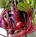 Ruby Queen Beet Seeds - 150 Count, Red Heirloom, Non-GMO, Beta vulgaris