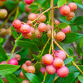 Set of 3 Live Pink Lemonade Blueberry Plants – Rooted 4-6" – Vaccinium corymbosum – Edible Fruit Plants
