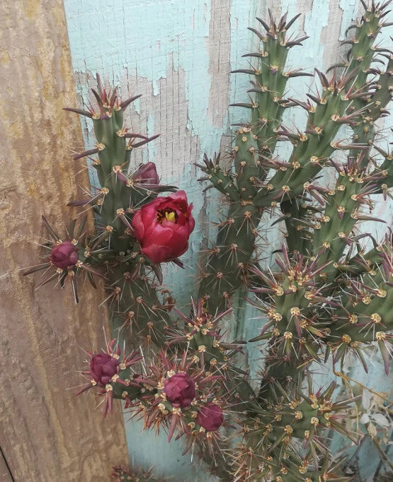 Cylindropuntia Cutting 1x Deep Red Flowers Elongated Sections Cylindropuntia versicolor