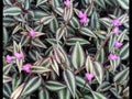 Purple Zebra Wandering Jew Cuttings - 50 Stem Cuttings - Tradescantia Zebrina - Indoor Plant Propagation