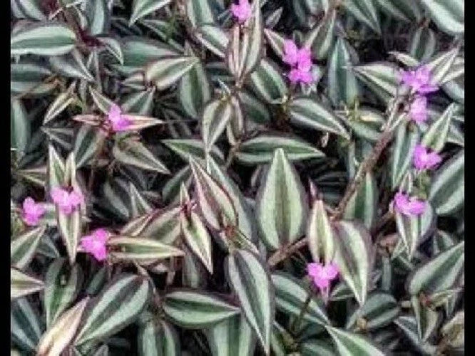 Purple Zebra Wandering Jew Cuttings - 50 Stem Cuttings - Tradescantia Zebrina - Indoor Plant Propagation