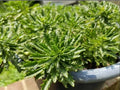 Sedum 'Weihenstephaner Gold' Live Cuttings - Ground Cover Perennial Plant - Yellow Foliage - Easy Care Garden Plant