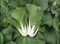 Pak Choi Seeds - 1,000+ Non-GMO White Stem Pechay Seeds - Ideal for Home Gardening and Vegetable Gardens