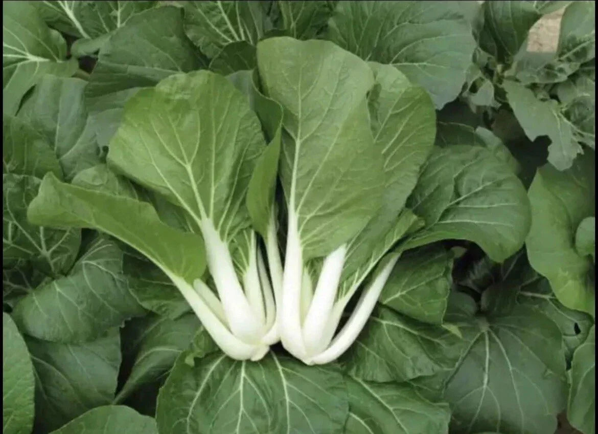 Pak Choi Seeds - 1,000+ Non-GMO White Stem Pechay Seeds - Ideal for Home Gardening and Vegetable Gardens