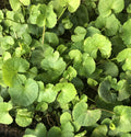 Gotu Kola Live Plant - 10 Bare Root Pennywort Plants - Hydrocotyle asiatica - Ready to Plant Ground Cover