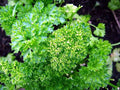 Curled Chervil Herb Seeds - Parsley-Like Flavor - 50 Count Packet - Anthriscus cerefolium
