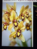 Cymbidium Orchid Plant Bulb - Surprise Bare Root - Unique Variety - Perfect for Indoor Gardens