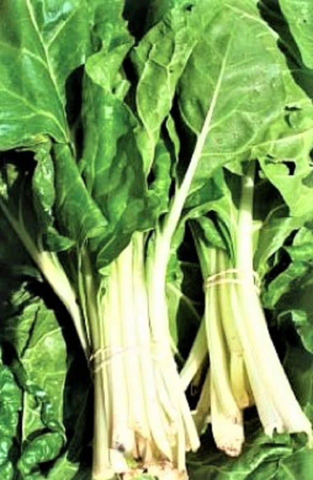 Large White Ribbed Swiss Chard Seeds - Non-GMO, 100+ Seeds - Perfect for Home Gardens (Beta vulgaris subsp. cicla)