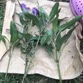 Mexican Petunias Cuttings - 4 Live 6" Purple (Ruellia simplex) - No Roots, Easy to Root, Rare Exotic Plant