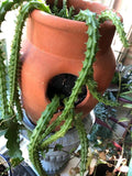 Huernia schneideriana "Red Dragon" Cuttings - 3 Pieces, 6" Long, Succulent Plant, Unique Flowering Cactus