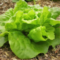 Tom Thumb Butterhead Lettuce Seeds - Non-GMO, Organic, Lactuca Sativa for 2025 Planting