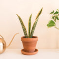 Snake Plant Cuttings - 2 Unrooted Mother-In-Law Tongue - Sansevieria Live Plant