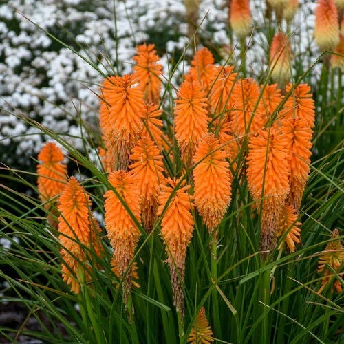 Orange Blazer Torch Lily Seeds - 25 Perennial Hot Poker Flower Seeds - Kniphofia uvaria - US Seller