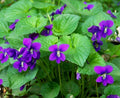 Purple Wild Violets Flower Bulbs - 15 Bare Root Perennial Native Wildflower (Viola sororia)