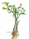 Cold Hardy Citrus Seedling 5-Pack - Bare Root Live Plants - Citrus Varieties - Perfect for Home Gardening