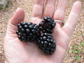 Giant Blackberry Seeds - 105 Seeds - Medicinal, Antioxidant, Fiber - Rubus fruticosus 'Triple Crown'