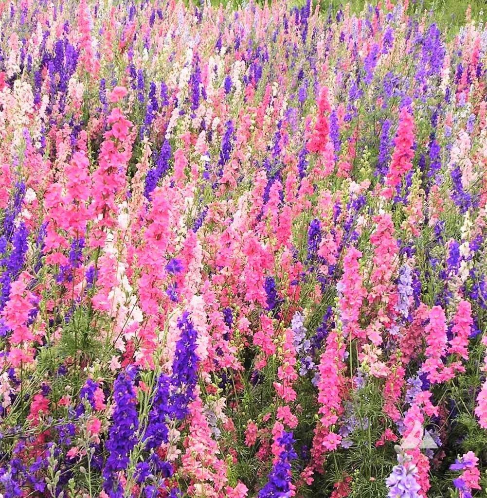 Larkspur Seeds - Rocket Mix - 400+ Count - Delphinium Ajacis - Ideal for 2025 Planting