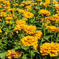 Golden State Zinnia Seeds - 100+ Pack for Garden Planting - Zinnia elegans - USA-grown, Free Shipping