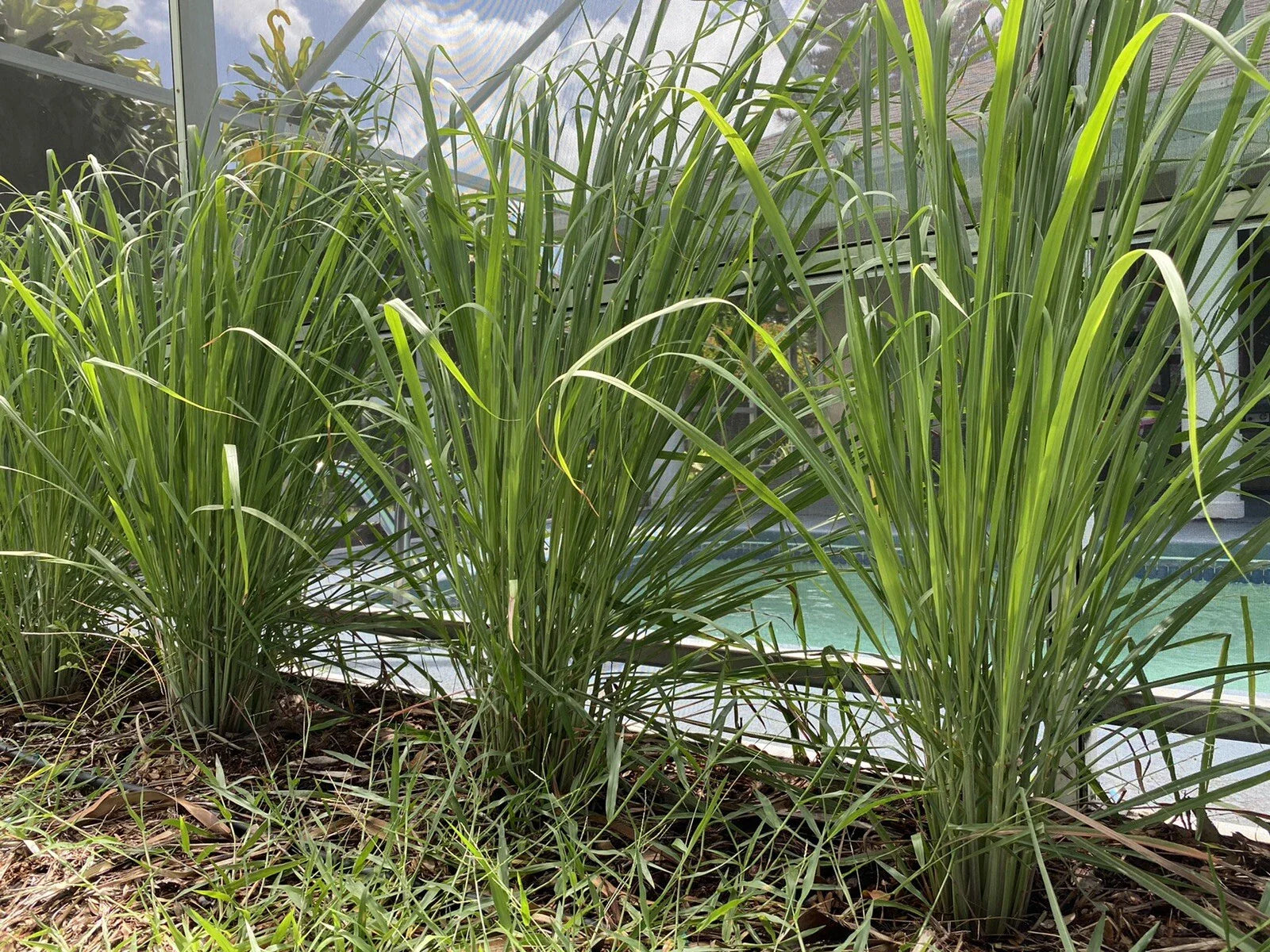 Organic Lemongrass Stalks - 3 Fully Rooted Plants - Cymbopogon citratus