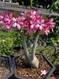 Desert Rose Bonsai Plant, 5 Gallon Pot, Pink Flowers, Adenium obesum, 8-9 Years Old, Big Root