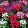 Bee Balm Flower Seeds - 25 Mixed Color Seeds - Monarda Didyma - Ships from Iowa