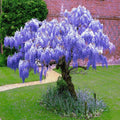 Chinese Blue Wisteria Seeds - 10 Pack - Hardy Flowering Vine - Wisteria sinensis for Bonsai Gardening