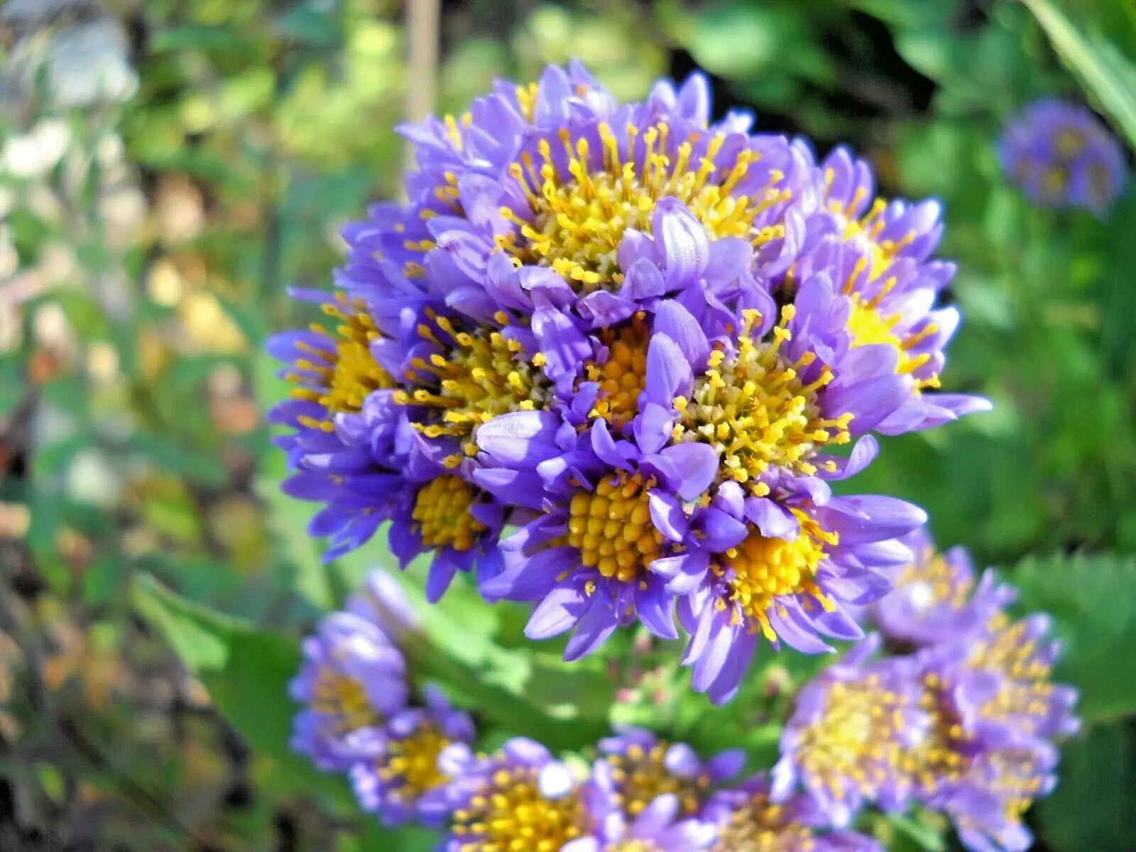 Hardy Perennial Starter Plants - 2 Pack - Lavender Tatarian Aster (Aster tataricus)