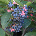 Wild Raisin Organic Tea Seeds - Viburnum cassinoides - 20 Seeds for Herbal Tea