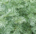 Wormwood Seeds 500+ Perennial Herb Garden Artemisia Absinthium Free Shipping