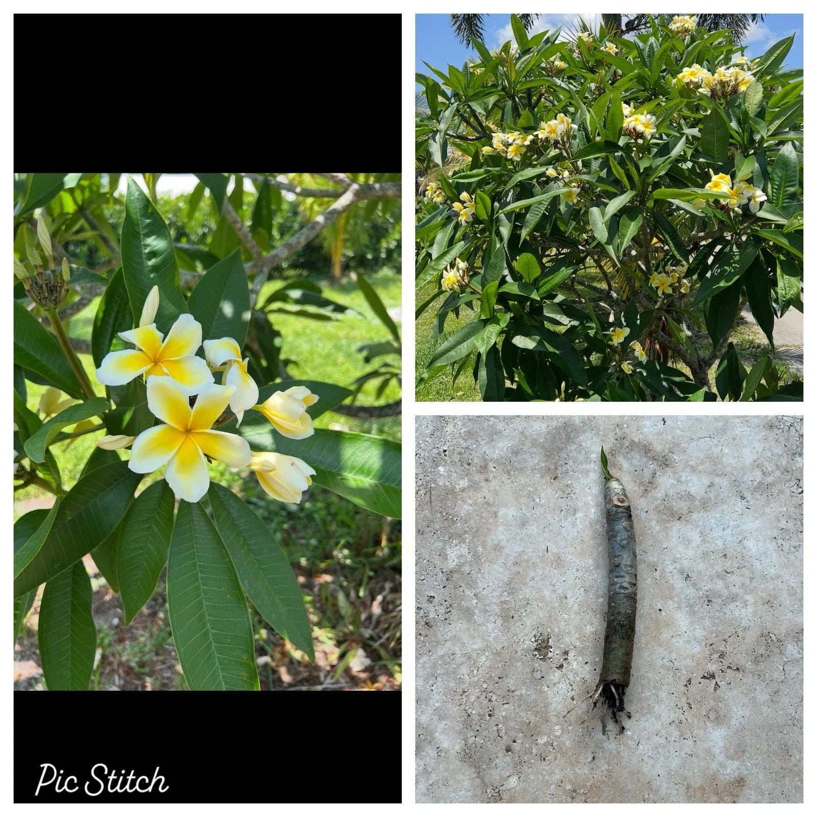 Plumeria Cutting 6"-10" White Yellow Rooted Bare Root (No Ship to CA) - Plumeria spp.