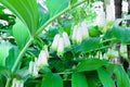 Great Solomons Seal Seeds (30 Seeds) - Polygonatum biflorum - Perennial Planting Seeds for Gardens and Landscapes