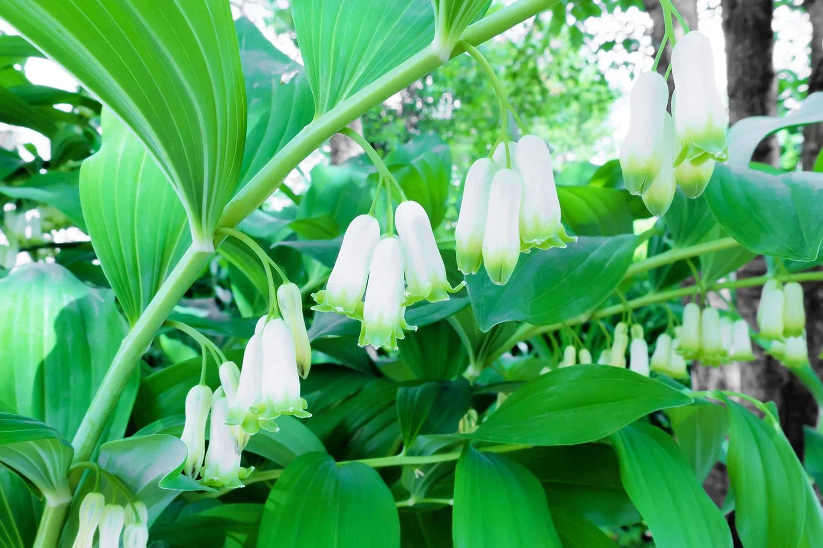 Great Solomons Seal Seeds (30 Seeds) - Polygonatum biflorum - Perennial Planting Seeds for Gardens and Landscapes