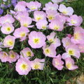Showy Evening Primrose Seeds, Pink Ladies, Mexican Primrose, Amapola, Oenothera speciosa, Free Shipping