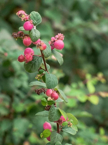 Red Snowberry Starter Plant - Ornamental Bush, Non-Edible, Symphoricarpos albus