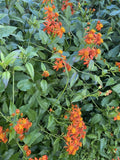 Mexican Flame Vine Cuttings 10 pcs, 5-7 inches - Pseudogynoxys Chenopodioides - No Roots