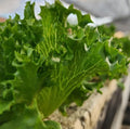 Tango Lettuce Seeds - Frilliest Loose Leaf - Heirloom Variety - 2000 Seeds - Perfect for Home Gardening