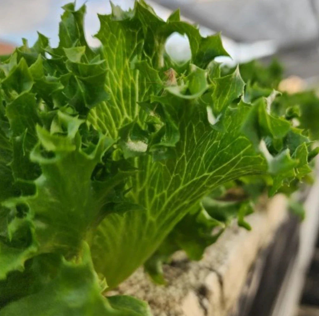 Tango Lettuce Seeds - Frilliest Loose Leaf - Heirloom Variety - 2000 Seeds - Perfect for Home Gardening