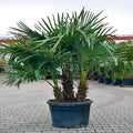 Windmill Fan Palm Seeds - 10 Pack, Trachycarpus fortunei, Cold Hardy Palm Plant