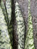 Sansevieria Leaf Cuttings - 4 Organic Hawaii Grown Snake Plant Cuttings - Indoor Houseplant Starter