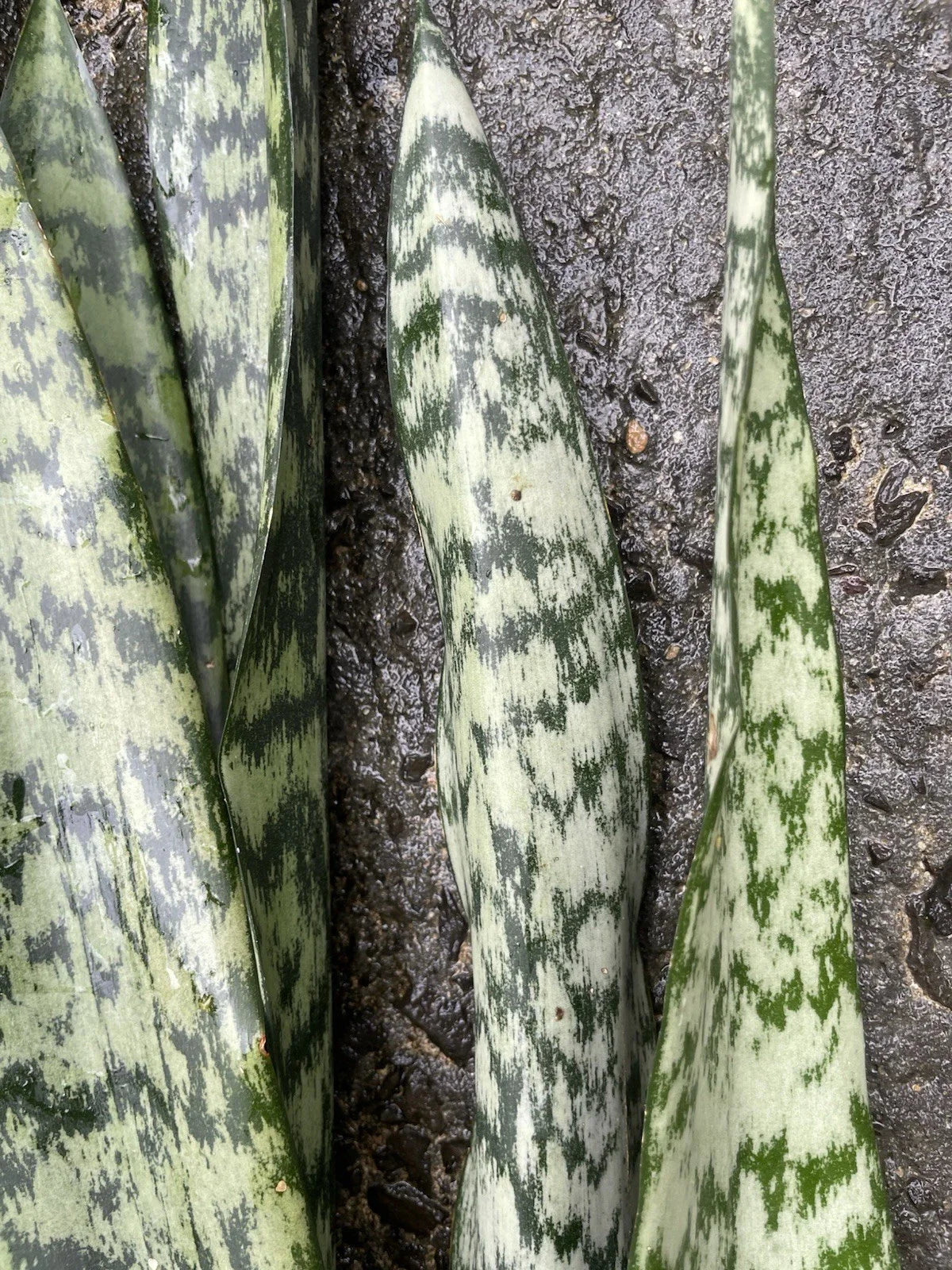 Sansevieria Leaf Cuttings - 4 Organic Hawaii Grown Snake Plant Cuttings - Indoor Houseplant Starter