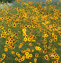 Coreopsis Seeds - Plains Calliopsis Native Wildflower, Heirloom, Full/Part-Sun, 500 Count