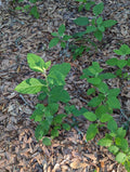 Beauty Berry Bush Cuttings - 4 Live Plant Cuttings for Propagation - Purple & Lavender - Callicarpa