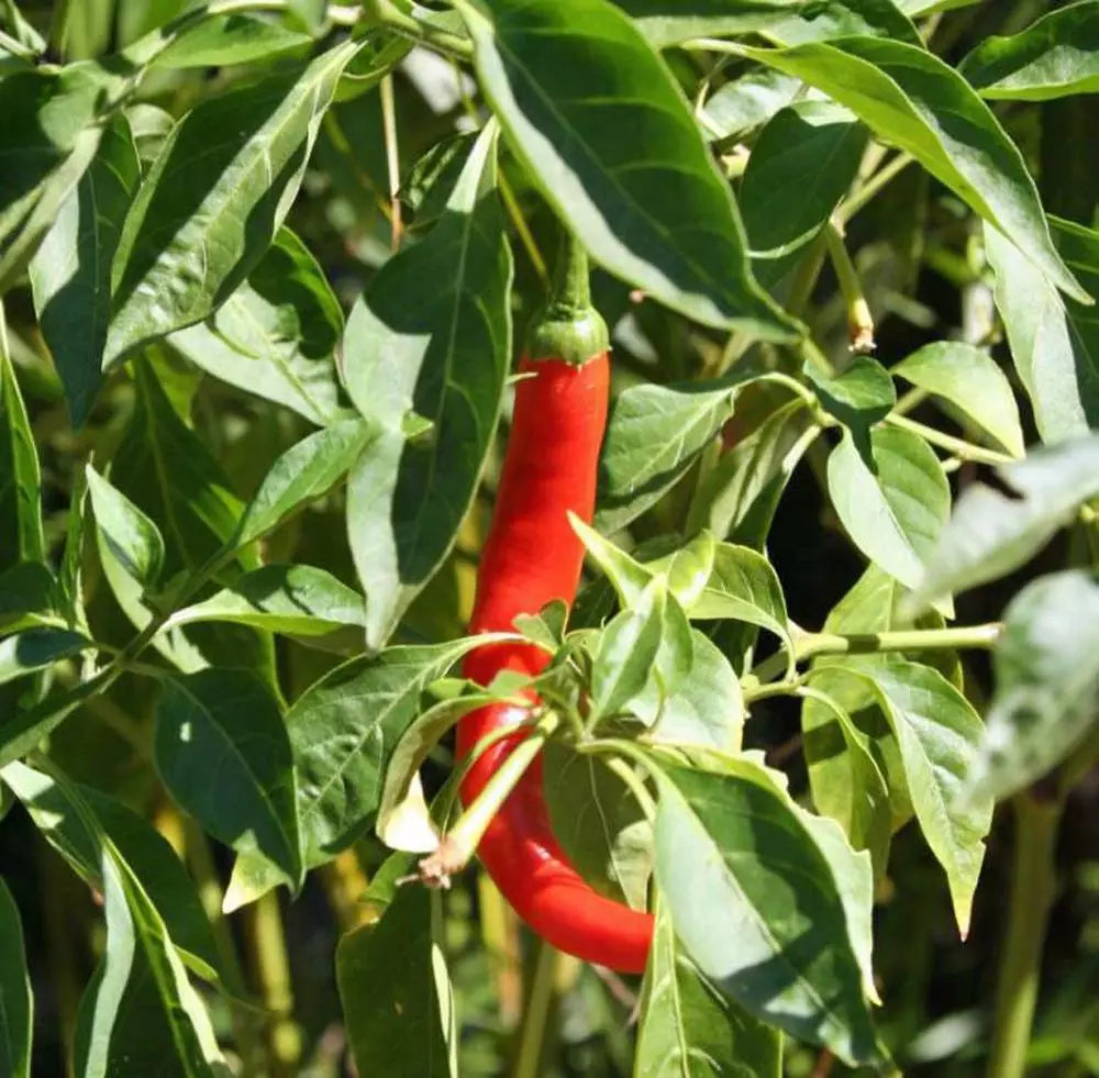Cayenne Pepper Seeds, 500+ Heirloom Non-GMO Hot Red Chille Seeds, Capsicum annuum