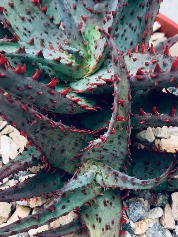 RARE ALOE 'Castilloniae' - 6" Diameter Potted Plant - Large Mature Specimen, Succulent, Indoor Plant, Low Maintenance