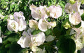 Bougainvillea Starter Plant - Small VERA WHITE - Very Rare & HTF - Well Rooted