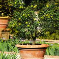 Mexican Key Lime Tree Sapling 3-4" - Live Citrus Plant - Citrus aurantiifolia