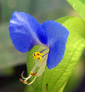 Spiderwort Cutting 5x - Blue Flower Variety - Commelina - Wandering Jew Plant