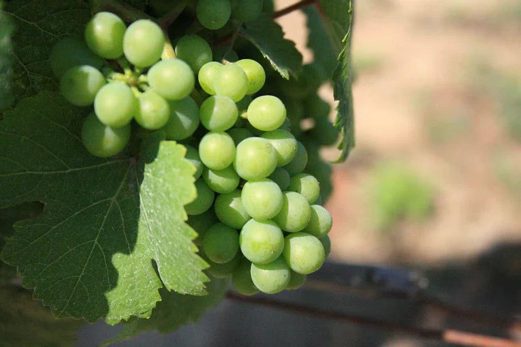 Niagara Grape Vines - 3.5 in Pots - 2 Potted Plants - Vitis labrusca - Perfect for Home Garden or Patio