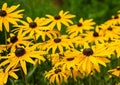 Large Black-Eyed Susan Plant - Live Perennial 3+ Years Old, Well-Rooted, Rudbeckia hirta