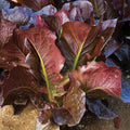 Red Romaine Lettuce Seeds - 600+ Heirloom Lactuca Sativa - Non-GMO Vegetable Seeds for Home Gardening